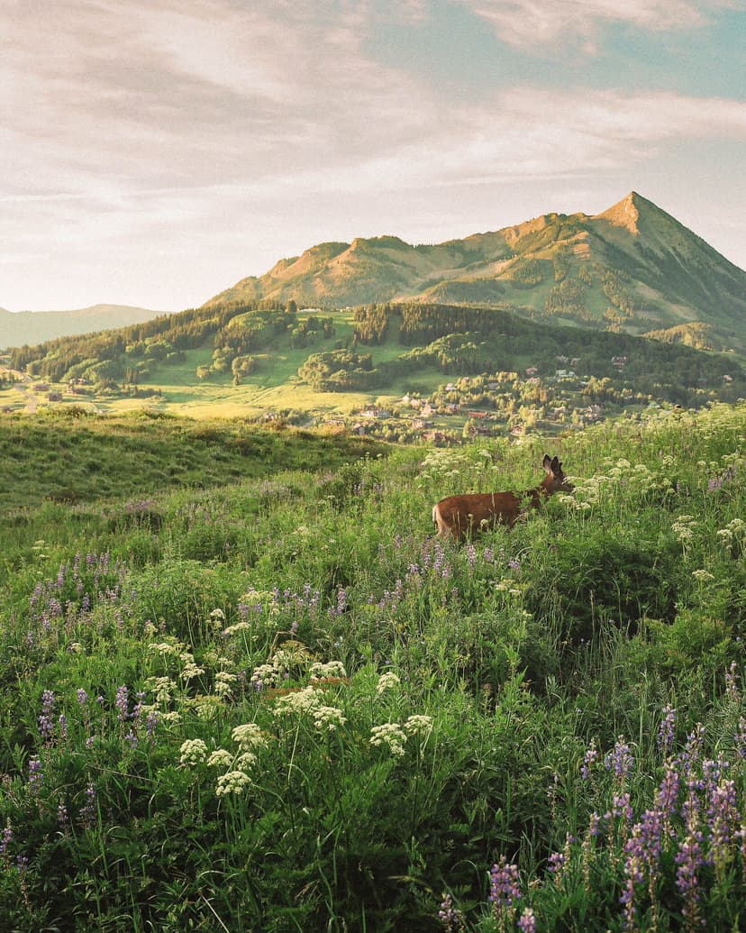 Image of the specified product