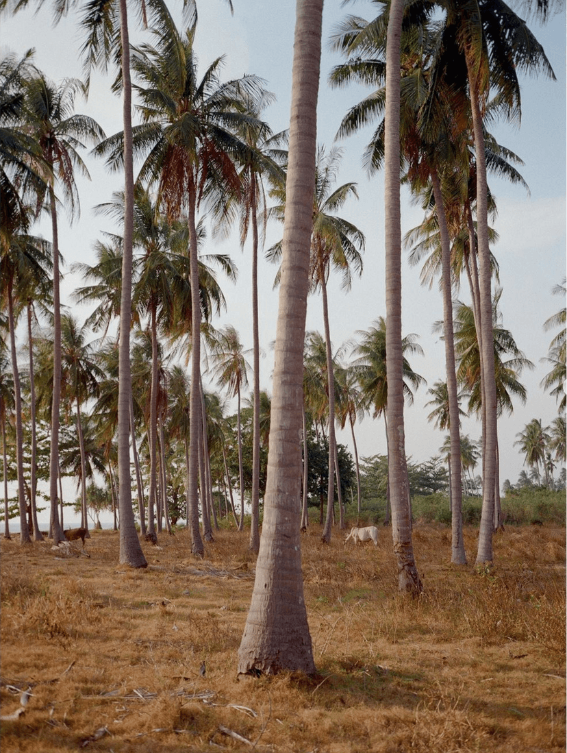 Image of the specified product