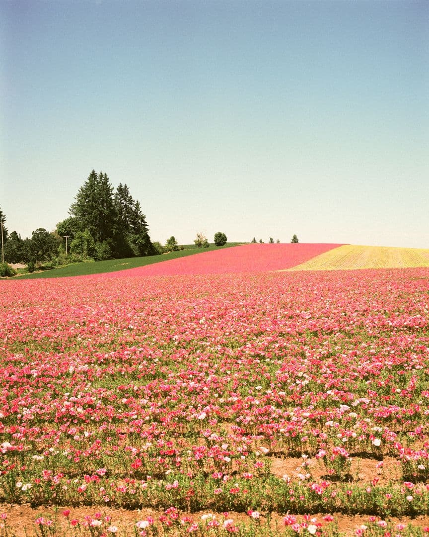 Picture of the author